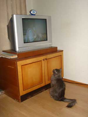Кошка
