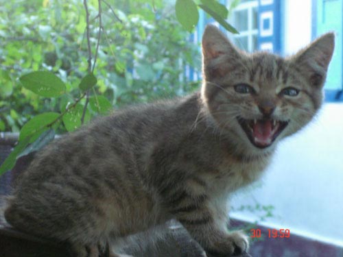 КОТЁНОК